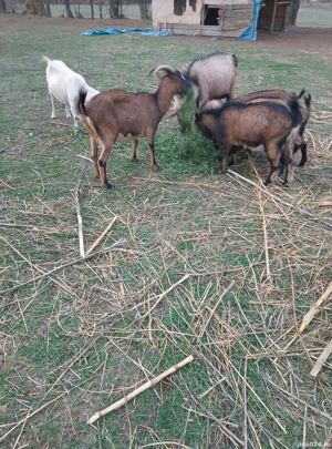 capre de vanzare - imagine 2