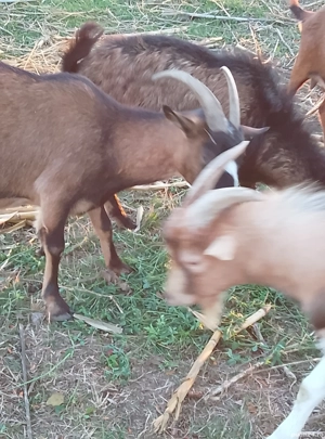 capre de vanzare - imagine 4