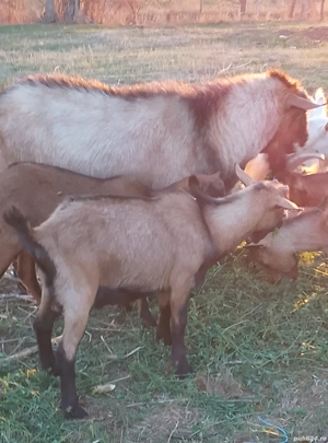 capre de vanzare - imagine 3