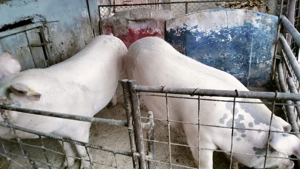 Vand 2 porci (sau arvunesc pentru Craciun) - imagine 2