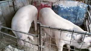 Vand 2 porci (sau arvunesc pentru Craciun) - imagine 3