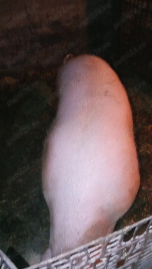 Puurcea de vânzare Vâlcelele  - imagine 2