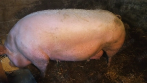 Puurcea de vânzare Vâlcelele  - imagine 3