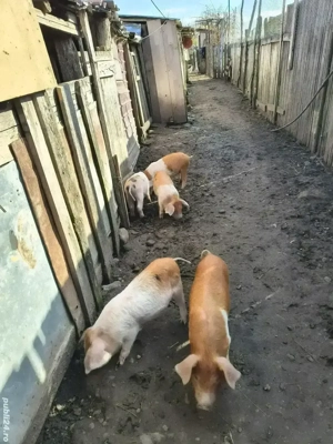 vând ce se vede in poza  - imagine 3