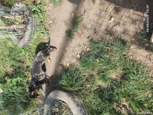 vand femelă techel arlechin 