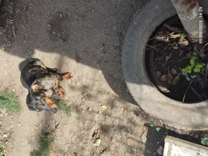 vand femelă techel arlechin  - imagine 3