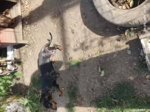 vand femelă techel arlechin  - imagine 2