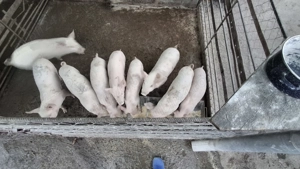 Vând purcei - imagine 2