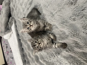 Pui de pisică din rasa Norvegiană de padure