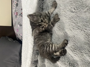 Pui de pisică din rasa Norvegiană de padure - imagine 3