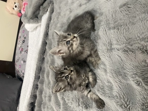 Pui de pisică din rasa Norvegiană de padure - imagine 2