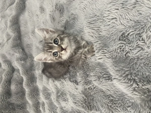 Pui de pisică din rasa Norvegiană de padure - imagine 4