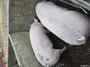 Porci de vânzare 