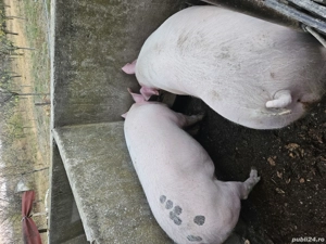 Porci de vânzare  - imagine 2