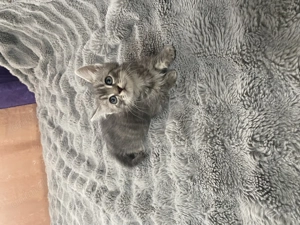 Pui de pisică din rasa Norvegiană de padure - imagine 5