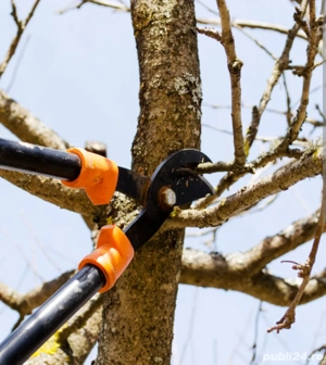 *Tăiere TUNDERE Toaletare POMI Fructiferi - VIȚĂ DE VIE*