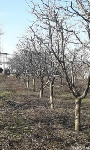 *Tăiere TUNDERE Toaletare POMI Fructiferi - VIȚĂ DE VIE* - imagine 4