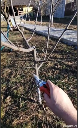 *Tăiere TUNDERE Toaletare POMI Fructiferi - VIȚĂ DE VIE* - imagine 5