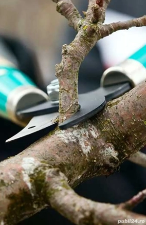 *Tăiere TUNDERE Toaletare POMI Fructiferi - VIȚĂ DE VIE*