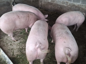 Porci de vanzare 120 kg - imagine 2