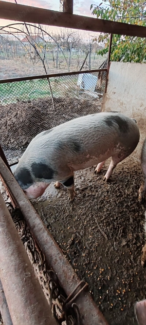 Porc de vânzare. - imagine 2