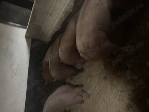 Porci de carne  - imagine 2