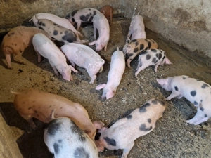 Soldanei castrati - imagine 2