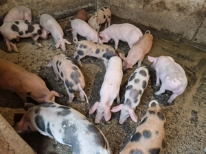 Soldanei castrati - imagine 3