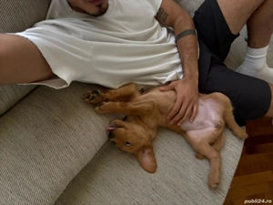 cățeluși Labradoodle  - imagine 2