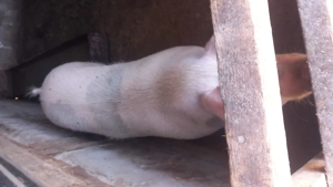 porci pentru Crăciun  - imagine 2