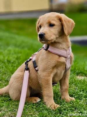 cățeluși Labradoodle 
