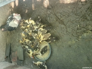 vînd boboci de rață mută 