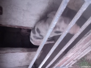 porci pentru Crăciun  - imagine 3