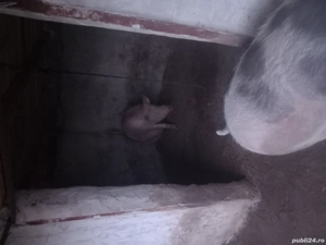 porci pentru Crăciun  - imagine 4