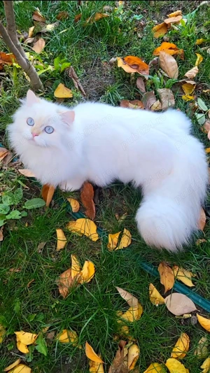 British longhair ultimul baiat din cuib Campion Junior  - imagine 2