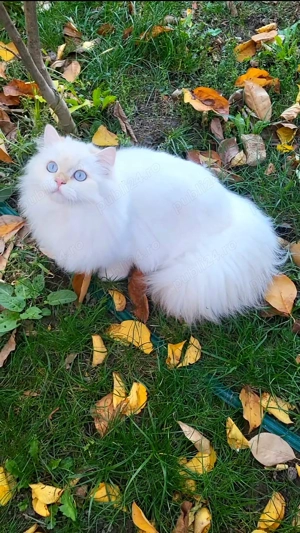 British longhair ultimul baiat din cuib Campion Junior  - imagine 5