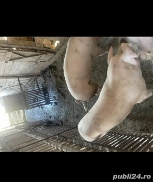 Porci de vânzare 