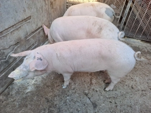 Porci de vanzare - imagine 2
