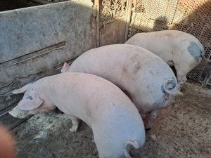Porci de vanzare - imagine 3