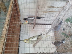 vînd pui de papagal ninfă  - imagine 2