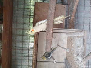 vînd pui de papagal ninfă  - imagine 3