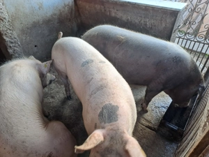 Porci de vanzare - imagine 5