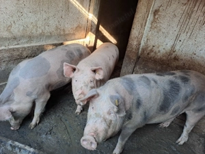 Porci de vanzare - imagine 8
