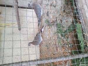 vînd turturele de senegal tineret 