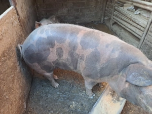 Porci de vanzare - imagine 6
