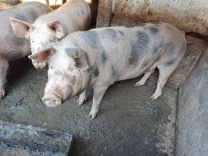 Porci de vanzare - imagine 7