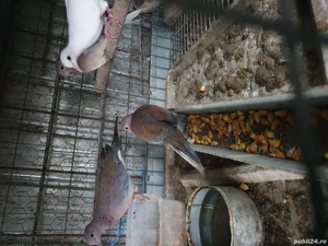 vînd turturele de senegal tineret  - imagine 3