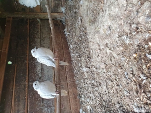 vînd turturele de senegal tineret  - imagine 4