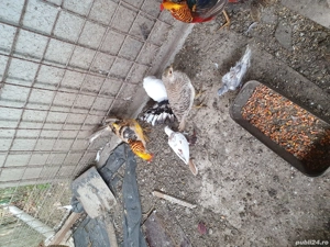 vînd turturele de senegal tineret  - imagine 5