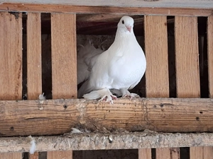 Porumbei voltați de ornament - imagine 2